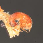 male | Image Author: TH Atkinson | Florida State Collection of Arthropods, Gainesville, Florida | Uxpanapa | Collection: Florida State Collection of Arthropods