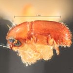 male | Image Author: TH Atkinson | Florida State Collection of Arthropods, Gainesville, Florida | Uxpanapa | Collection: Florida State Collection of Arthropods