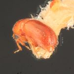 male | Image Author: TH Atkinson | Florida State Collection of Arthropods, Gainesville, Florida | Uxpanapa | Collection: Florida State Collection of Arthropods