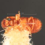 male | Image Author: TH Atkinson | Florida State Collection of Arthropods, Gainesville, Florida | Uxpanapa | Collection: Florida State Collection of Arthropods