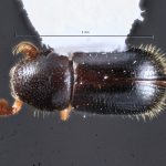 female | Image Author: TH Atkinson | Florida State Collection of Arthropods, Gainesville, Florida | Comaltepec, Pto. Antonio | Collection: Texas A&M University Insect Collection