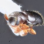 female | Image Author: TH Atkinson | Florida State Collection of Arthropods, Gainesville, Florida | Comaltepec, Pto. Antonio | Collection: Texas A&M University Insect Collection