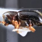 female | Image Author: TH Atkinson | Florida State Collection of Arthropods, Gainesville, Florida | Comaltepec, Pto. Antonio | Collection: Texas A&M University Insect Collection