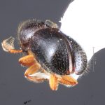 female | Image Author: TH Atkinson | Florida State Collection of Arthropods, Gainesville, Florida | Comaltepec, Pto. Antonio | Collection: Texas A&M University Insect Collection