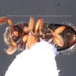female | Image Author: TH Atkinson | Florida State Collection of Arthropods, Gainesville, Florida | Xalapa | Collection: Texas A&M University Insect Collection