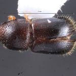 male | Image Author: TH Atkinson | Florida State Collection of Arthropods, Gainesville, Florida | Comaltepec, Pto. Antonio | Collection: Texas A&M University Insect Collection