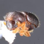 male | Image Author: TH Atkinson | Florida State Collection of Arthropods, Gainesville, Florida | Comaltepec, Pto. Antonio | Collection: Texas A&M University Insect Collection