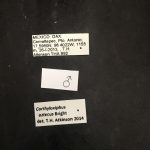 male | Image Author: TH Atkinson | Florida State Collection of Arthropods, Gainesville, Florida | Comaltepec, Pto. Antonio | Collection: Texas A&M University Insect Collection