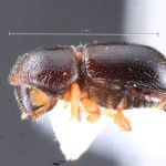 male | Image Author: TH Atkinson | Florida State Collection of Arthropods, Gainesville, Florida | Comaltepec, Pto. Antonio | Collection: Texas A&M University Insect Collection