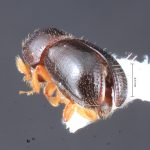 male | Image Author: TH Atkinson | Florida State Collection of Arthropods, Gainesville, Florida | Comaltepec, Pto. Antonio | Collection: Texas A&M University Insect Collection