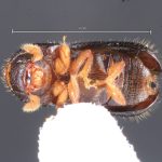 male | Image Author: TH Atkinson | Florida State Collection of Arthropods, Gainesville, Florida | Comaltepec, Pto. Antonio | Collection: Texas A&M University Insect Collection