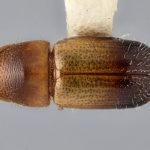 female | Image Author: J Buffam |  Canadian National Collection of Insects, Arachnids and Nematodes, Agriculture and Agri-Food Canada, | holotype Corthylus aztecus Bright. CNCType12644# | holotype | Suchixtepec, 3.5 mi S, hwy 175 | Collection: Canadian National Collection of Insects, Arachnids and Nematodes