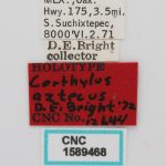 female | Image Author: J Buffam |  Canadian National Collection of Insects, Arachnids and Nematodes, Agriculture and Agri-Food Canada, | holotype Corthylus aztecus Bright. CNCType12644# | holotype | Suchixtepec, 3.5 mi S, hwy 175 | Collection: Canadian National Collection of Insects, Arachnids and Nematodes