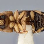 female | Image Author: J Buffam |  Canadian National Collection of Insects, Arachnids and Nematodes, Agriculture and Agri-Food Canada, | holotype Corthylus aztecus Bright. CNCType12644# | holotype | Suchixtepec, 3.5 mi S, hwy 175 | Collection: Canadian National Collection of Insects, Arachnids and Nematodes