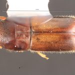female | Image Author: TH Atkinson | Florida State Collection of Arthropods, Gainesville, Florida | Santiago Comaltepec | Collection: Florida State Collection of Arthropods