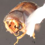 female | Image Author: TH Atkinson | Florida State Collection of Arthropods, Gainesville, Florida | Santiago Comaltepec | Collection: Florida State Collection of Arthropods