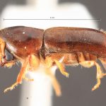 female | Image Author: TH Atkinson | Florida State Collection of Arthropods, Gainesville, Florida | Santiago Comaltepec | Collection: Florida State Collection of Arthropods