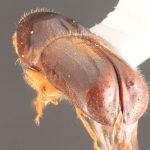 female | Image Author: TH Atkinson | Florida State Collection of Arthropods, Gainesville, Florida | Santiago Comaltepec | Collection: Florida State Collection of Arthropods