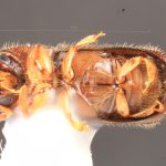 female | Image Author: TH Atkinson | Florida State Collection of Arthropods, Gainesville, Florida | Santiago Comaltepec | Collection: Florida State Collection of Arthropods