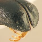 female | Image Author: TH Atkinson | Florida State Collection of Arthropods, Gainesville, Florida | Santiago Comaltepec | Collection: Florida State Collection of Arthropods
