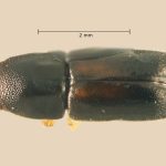 female | Image Author: TH Atkinson | Florida State Collection of Arthropods, Gainesville, Florida | Santiago Comaltepec | Collection: Florida State Collection of Arthropods