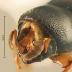female | Image Author: TH Atkinson | Florida State Collection of Arthropods, Gainesville, Florida | Santiago Comaltepec | Collection: Florida State Collection of Arthropods