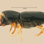 female | Image Author: TH Atkinson | Florida State Collection of Arthropods, Gainesville, Florida | Santiago Comaltepec | Collection: Florida State Collection of Arthropods