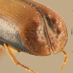 male | Image Author: TH Atkinson | Florida State Collection of Arthropods, Gainesville, Florida | Santiago Comaltepec | Collection: Florida State Collection of Arthropods