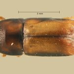 male | Image Author: TH Atkinson | Florida State Collection of Arthropods, Gainesville, Florida | Santiago Comaltepec | Collection: Florida State Collection of Arthropods