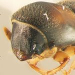 male | Image Author: TH Atkinson | Florida State Collection of Arthropods, Gainesville, Florida | Santiago Comaltepec | Collection: Florida State Collection of Arthropods
