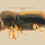 male | Image Author: TH Atkinson | Florida State Collection of Arthropods, Gainesville, Florida | Santiago Comaltepec | Collection: Florida State Collection of Arthropods