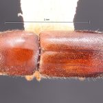 female | Image Author: TH Atkinson | Florida State Collection of Arthropods, Gainesville, Florida | San Rafael | Collection: Texas A&M University Insect Collection