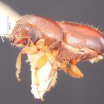female | Image Author: TH Atkinson | Florida State Collection of Arthropods, Gainesville, Florida | San Rafael | Collection: Texas A&M University Insect Collection