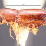 female | Image Author: TH Atkinson | Florida State Collection of Arthropods, Gainesville, Florida | San Rafael | Collection: Texas A&M University Insect Collection