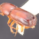 female | Image Author: TH Atkinson | Florida State Collection of Arthropods, Gainesville, Florida | San Rafael | Collection: Texas A&M University Insect Collection