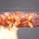 female | Image Author: TH Atkinson | Florida State Collection of Arthropods, Gainesville, Florida | San Rafael | Collection: Texas A&M University Insect Collection