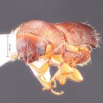 male | Image Author: TH Atkinson | Florida State Collection of Arthropods, Gainesville, Florida | San Rafael | Collection: Texas A&M University Insect Collection