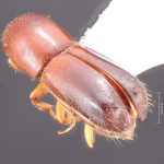 male | Image Author: TH Atkinson | Florida State Collection of Arthropods, Gainesville, Florida | San Rafael | Collection: Texas A&M University Insect Collection