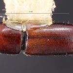 male | Image Author: TH Atkinson | Florida State Collection of Arthropods, Gainesville, Florida | Carr. Toluca-Zitácuaro, km 54 | Collection: Texas A&M University Insect Collection