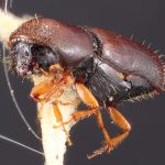 male | Image Author: TH Atkinson | Florida State Collection of Arthropods, Gainesville, Florida | Carr. Toluca-Zitácuaro, km 54 | Collection: Texas A&M University Insect Collection