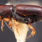 male | Image Author: TH Atkinson | Florida State Collection of Arthropods, Gainesville, Florida | Carr. Toluca-Zitácuaro, km 54 | Collection: Texas A&M University Insect Collection