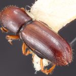 male | Image Author: TH Atkinson | Florida State Collection of Arthropods, Gainesville, Florida | Carr. Toluca-Zitácuaro, km 54 | Collection: Texas A&M University Insect Collection