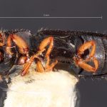 male | Image Author: TH Atkinson | Florida State Collection of Arthropods, Gainesville, Florida | Carr. Toluca-Zitácuaro, km 54 | Collection: Texas A&M University Insect Collection