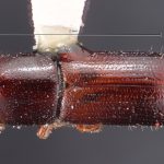male | Image Author: TH Atkinson | Florida State Collection of Arthropods, Gainesville, Florida | paratype Gnathotrichus imitans Wood | paratype | El Salto, 10 mi W | Collection: Texas A&M University Insect Collection