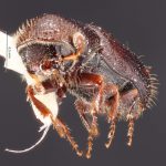 male | Image Author: TH Atkinson | Florida State Collection of Arthropods, Gainesville, Florida | paratype Gnathotrichus imitans Wood | paratype | El Salto, 10 mi W | Collection: Texas A&M University Insect Collection