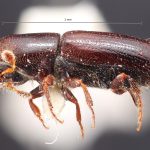 male | Image Author: TH Atkinson | Florida State Collection of Arthropods, Gainesville, Florida | paratype Gnathotrichus imitans Wood | paratype | El Salto, 10 mi W | Collection: Texas A&M University Insect Collection