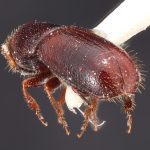 male | Image Author: TH Atkinson | Florida State Collection of Arthropods, Gainesville, Florida | paratype Gnathotrichus imitans Wood | paratype | El Salto, 10 mi W | Collection: Texas A&M University Insect Collection