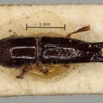 female | Image Author: AI Cognato | holotype Streptocranus recurvus Browne | holotype | Kampong Kroh | Collection: British Museum (Natural History)