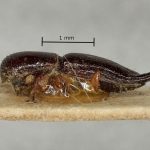 female | Image Author: AI Cognato | holotype Streptocranus recurvus Browne | holotype | Kampong Kroh | Collection: British Museum (Natural History)