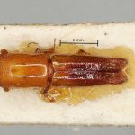 female | Image Author: AI Cognato | holotype Streptocranus penangensis Browne | holotype | Penang (region / admin. unit) | Collection: British Museum (Natural History)